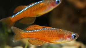 Scarlet neon - pseudomogilový pastový obsah a chov photo.